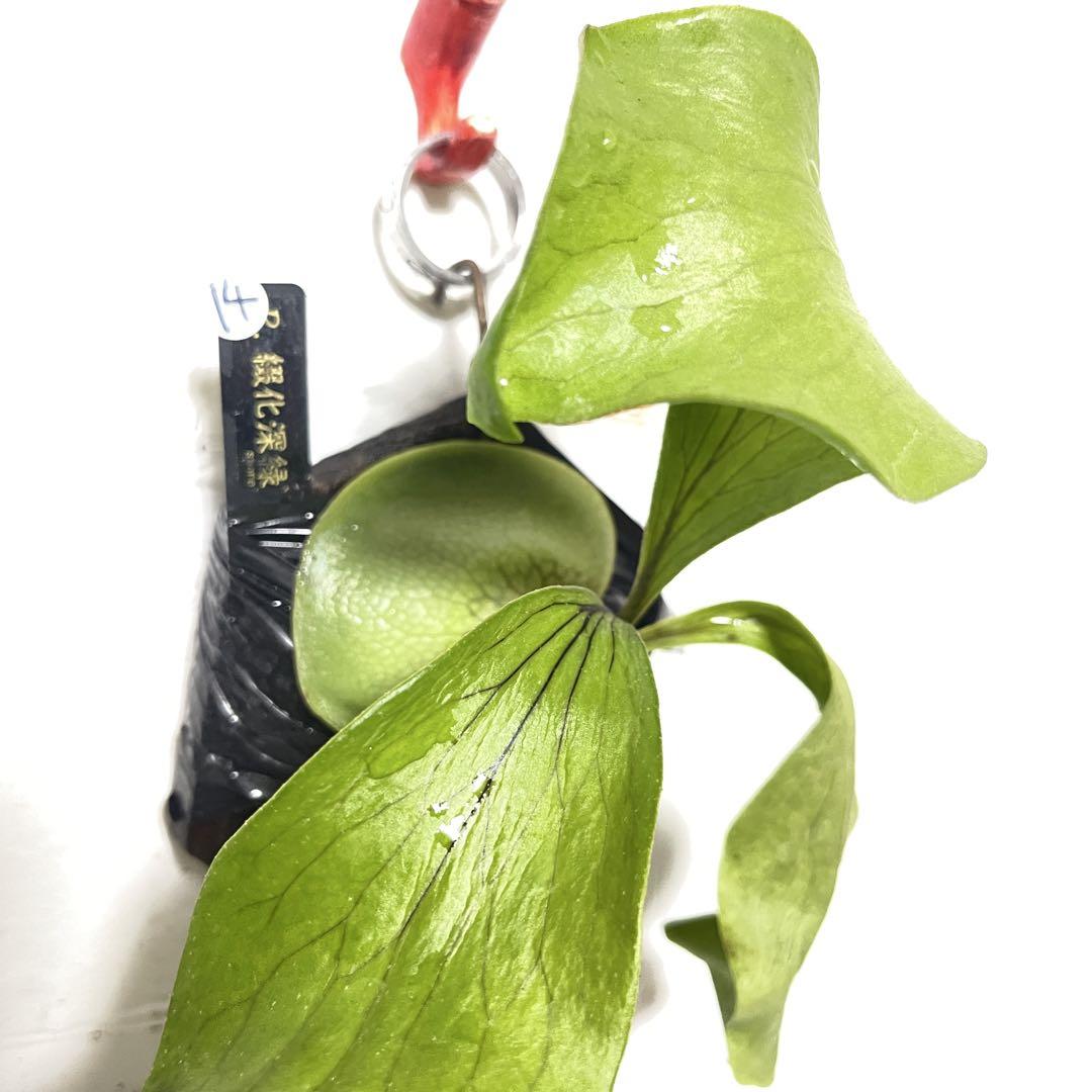 ビカクシダ　胞子培養　8種　14株 ビカクシダ OMG胞子培養株 （P.willinckii 