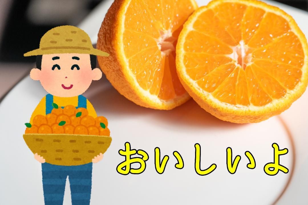 #201　不知火　しらぬい/デコポン　紀の川市産　特選品　箱込み5Kg×2箱