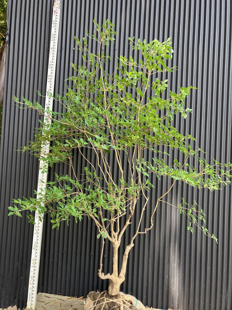 山採り ドウダンツツジ 苗木・植木