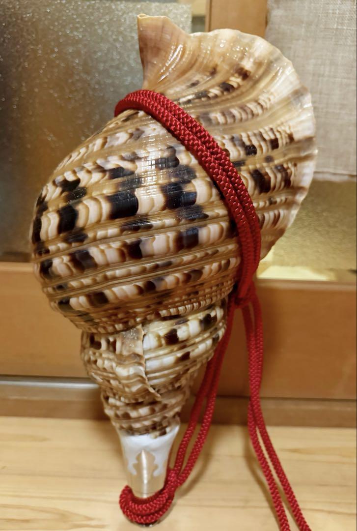 希少特大44㎝修験道法螺貝　山伏　密教　魔除け　熊よけ　赤紐付きほら貝　ホラガイ