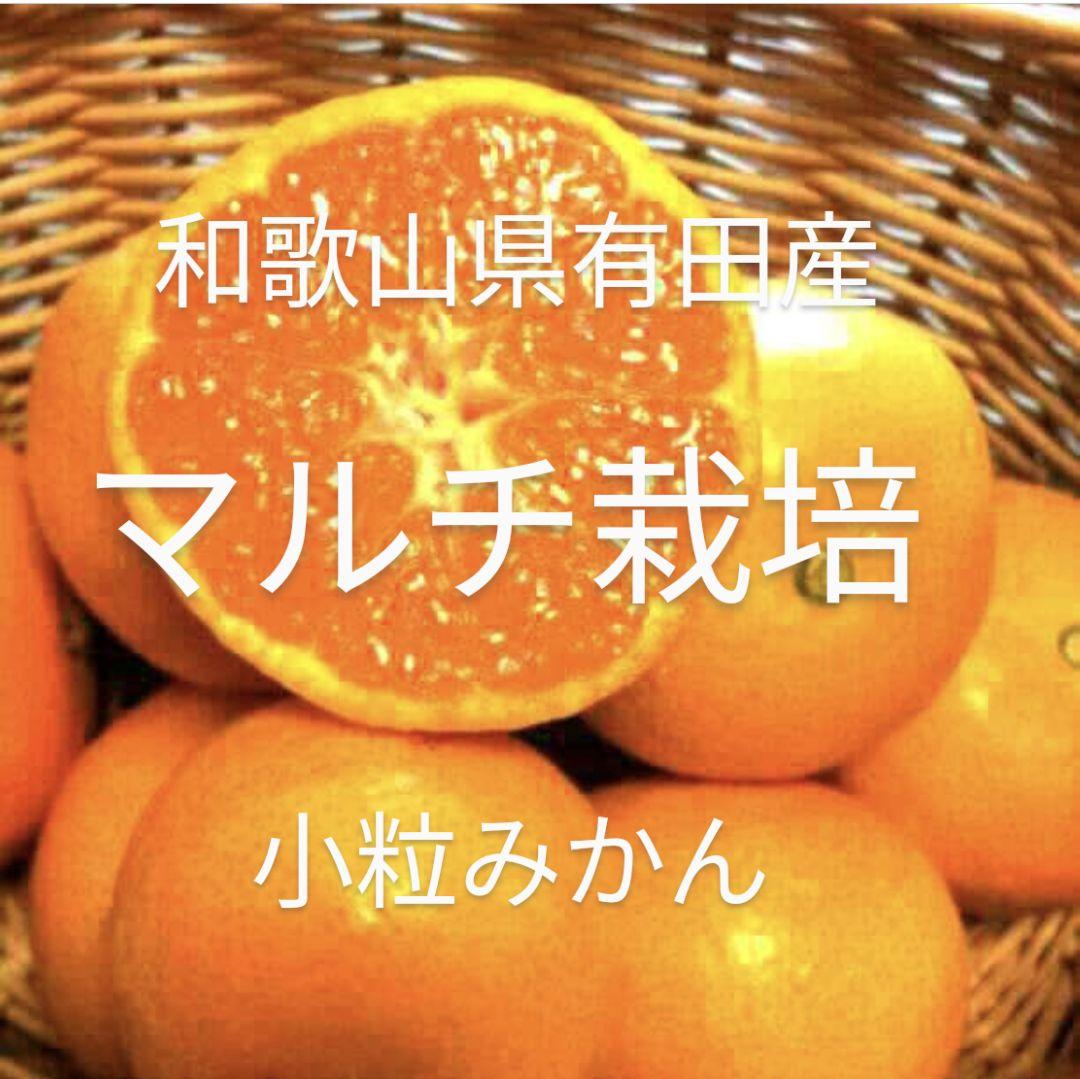 コロミー様専用　マルチ栽培　わけありみかん10kg×11箱