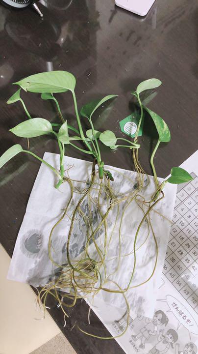 メルカリ ポトス観賞植物 植物 観葉植物 350 中古や未使用のフリマ メルカリ ポトス観賞植物 植物 観葉植物 350 中古や未使用のフリマ