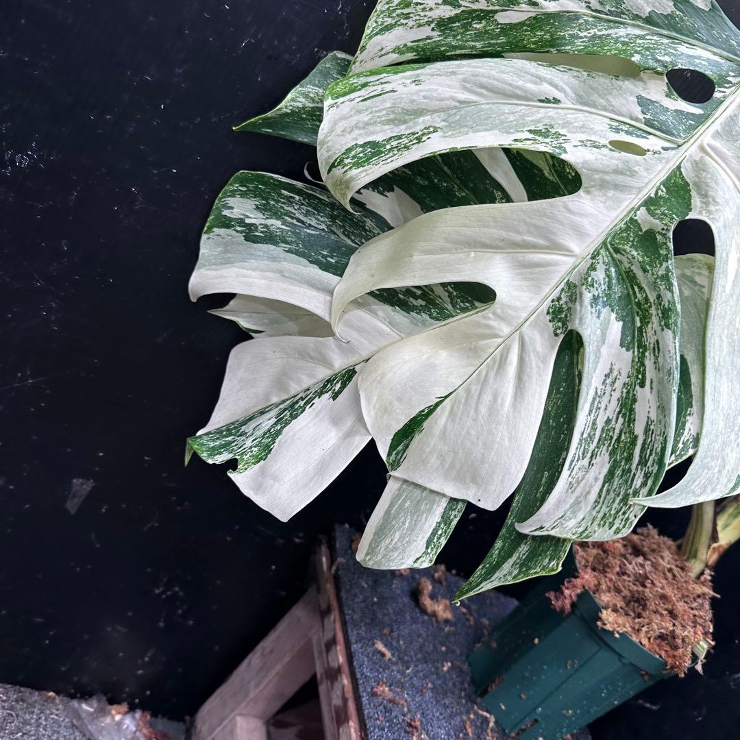 斑入りモンステラ ホワイトタイガー極美大株80cm白斑多 斑入りモンステラ ホワイトタイガー極美大株80cm白斑多
