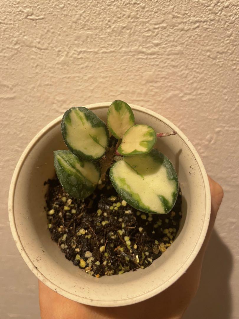 ホヤ マチルダ Hoya mathilde variegata サクララン②
