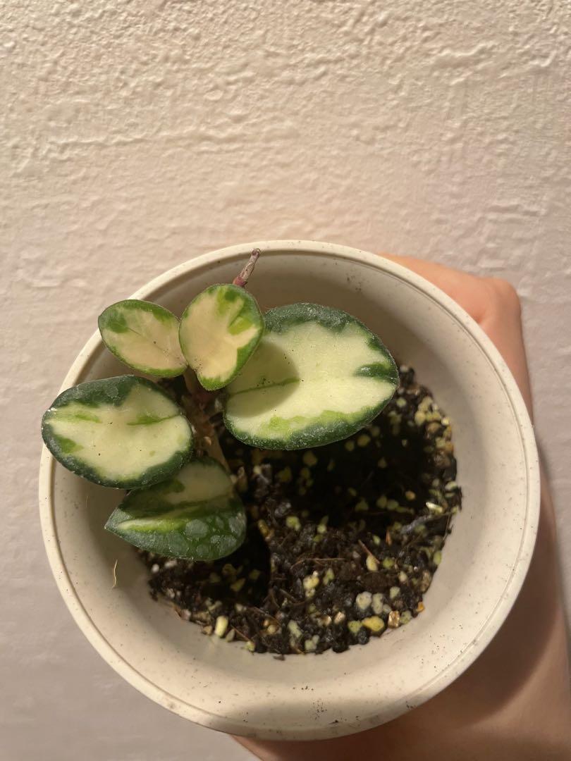 ホヤ マチルダ Hoya mathilde variegata サクララン②