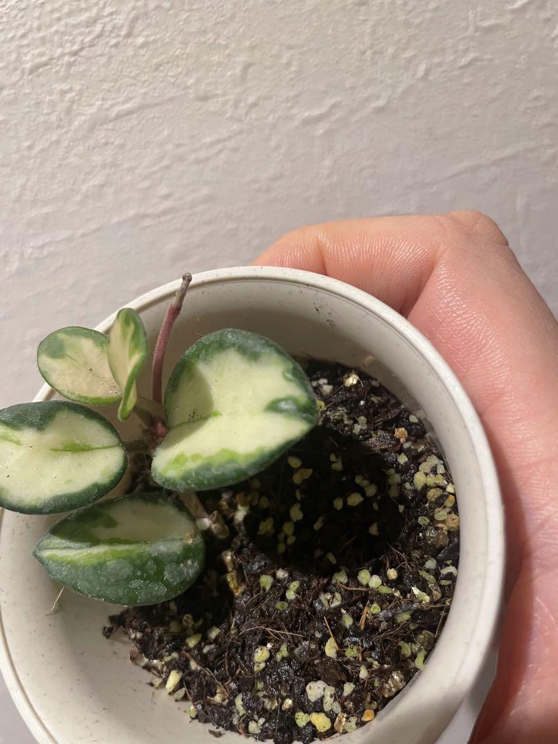 ホヤ マチルダ Hoya mathilde variegata サクララン②