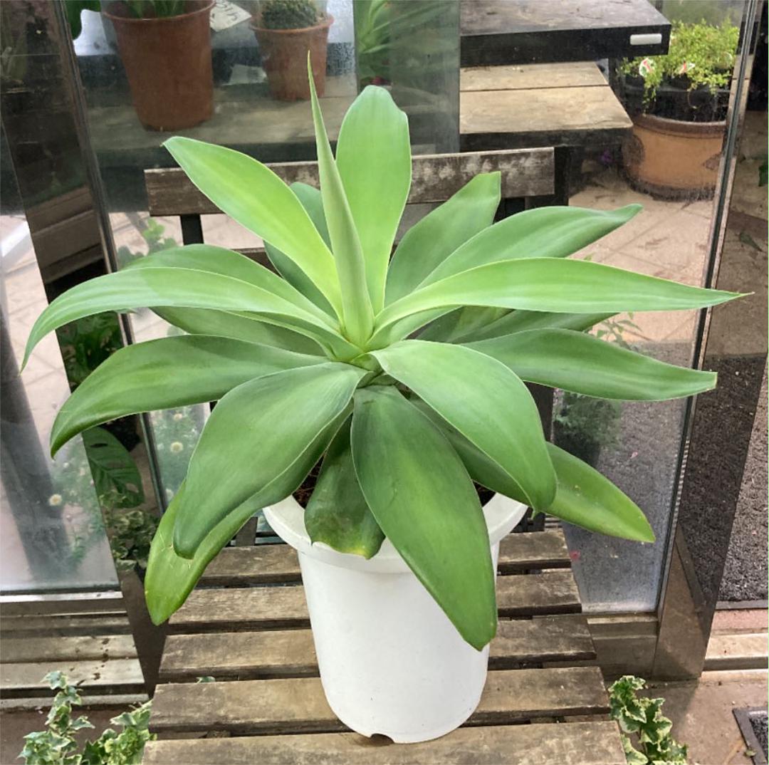 メルカリ アガベ アテナータ ボーチンブルー 7寸ロング鉢入り 植物 観葉植物 7 199 中古や未使用のフリマ メルカリ アガベ アテナータ ボーチンブルー 7寸ロング鉢入り 植物 観葉植物 7 199 中古や未使用のフリマ
