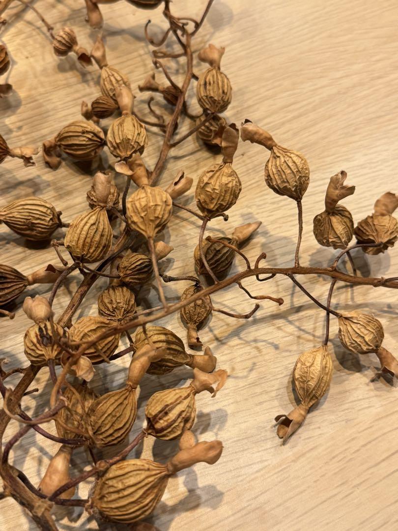 石垣島産 月桃の種 100g / 農薬・化学肥料不使用／2025年採取
