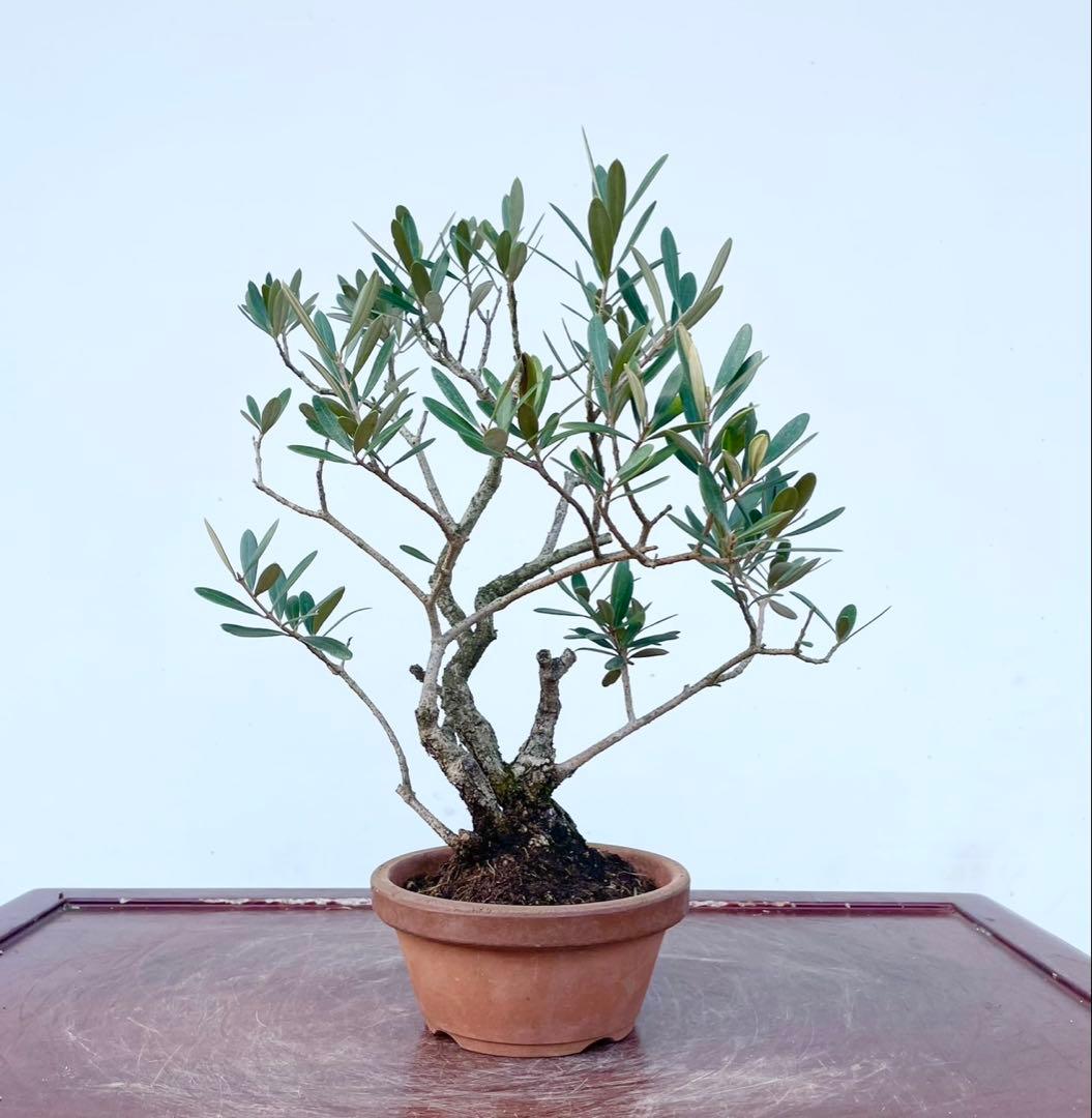 古木　オリーブ盆栽　白木盆栽園　盆栽　樹高33センチ観葉植物 オリーブ