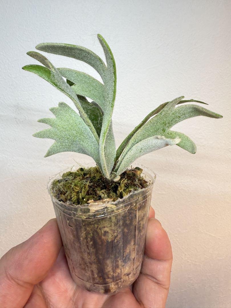 ビカクシダ P.willinckii 'Bacteria' spore - メルカリ
