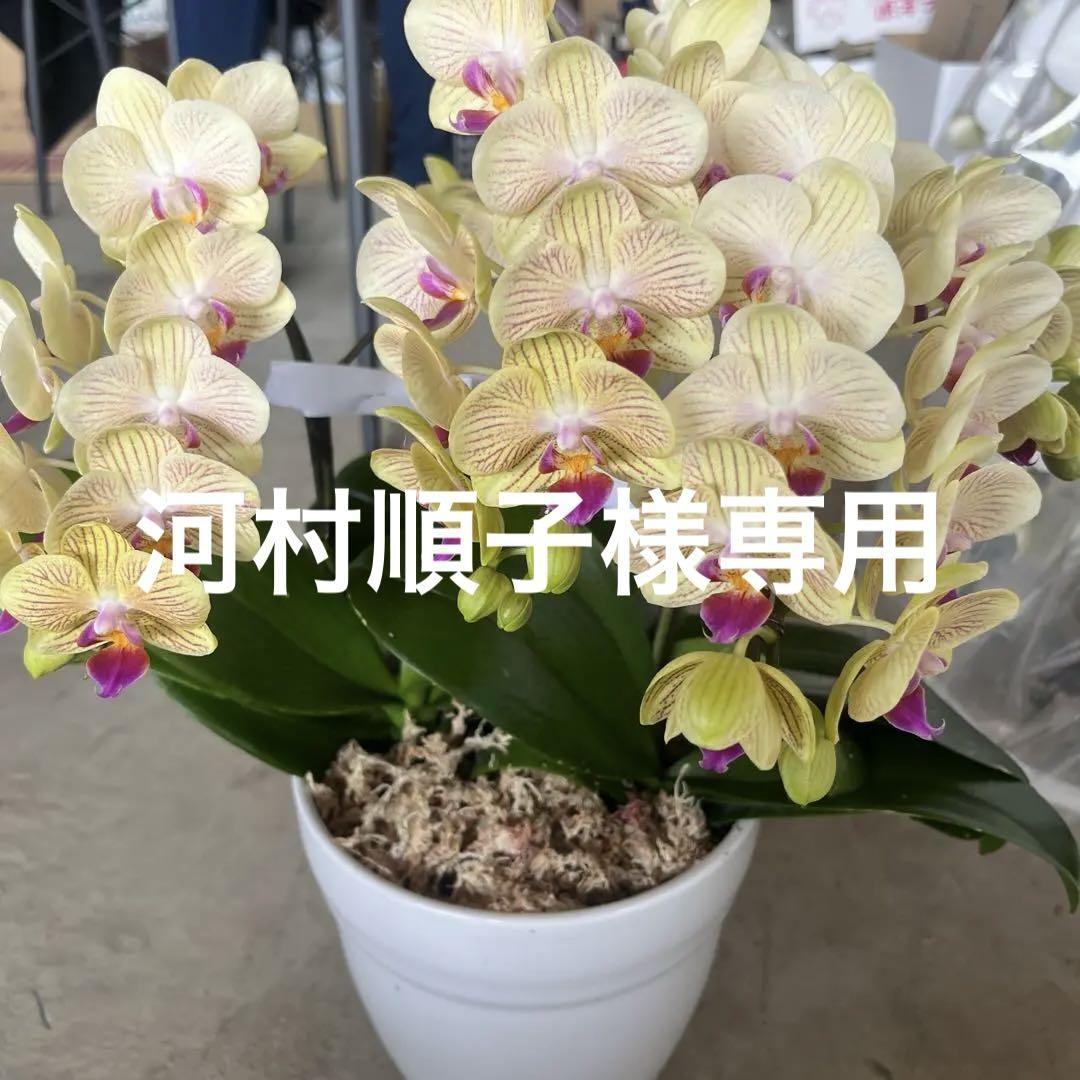 phal胡蝶蘭 大輪　3F 胡蝶蘭ファレノプシス【白色・大輪】3F 38輪～42輪 | 浜松の花屋