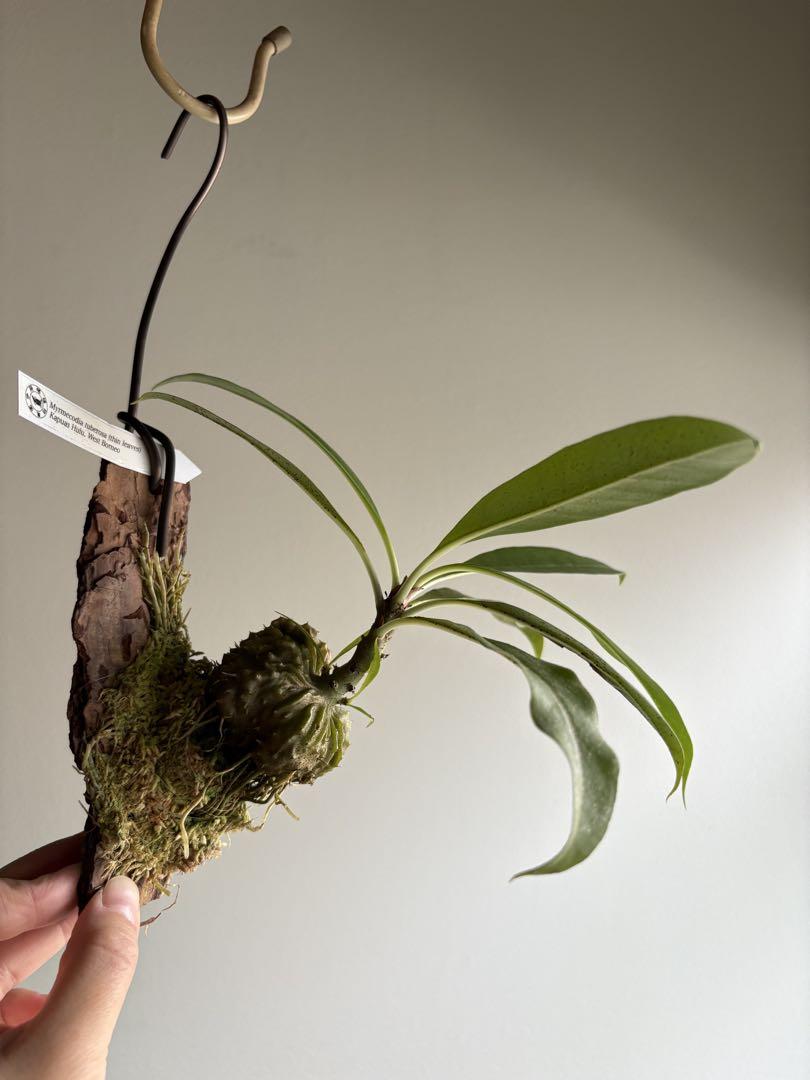 その他観葉植物 Myrmecodia tuberosa Kapuas Hulu