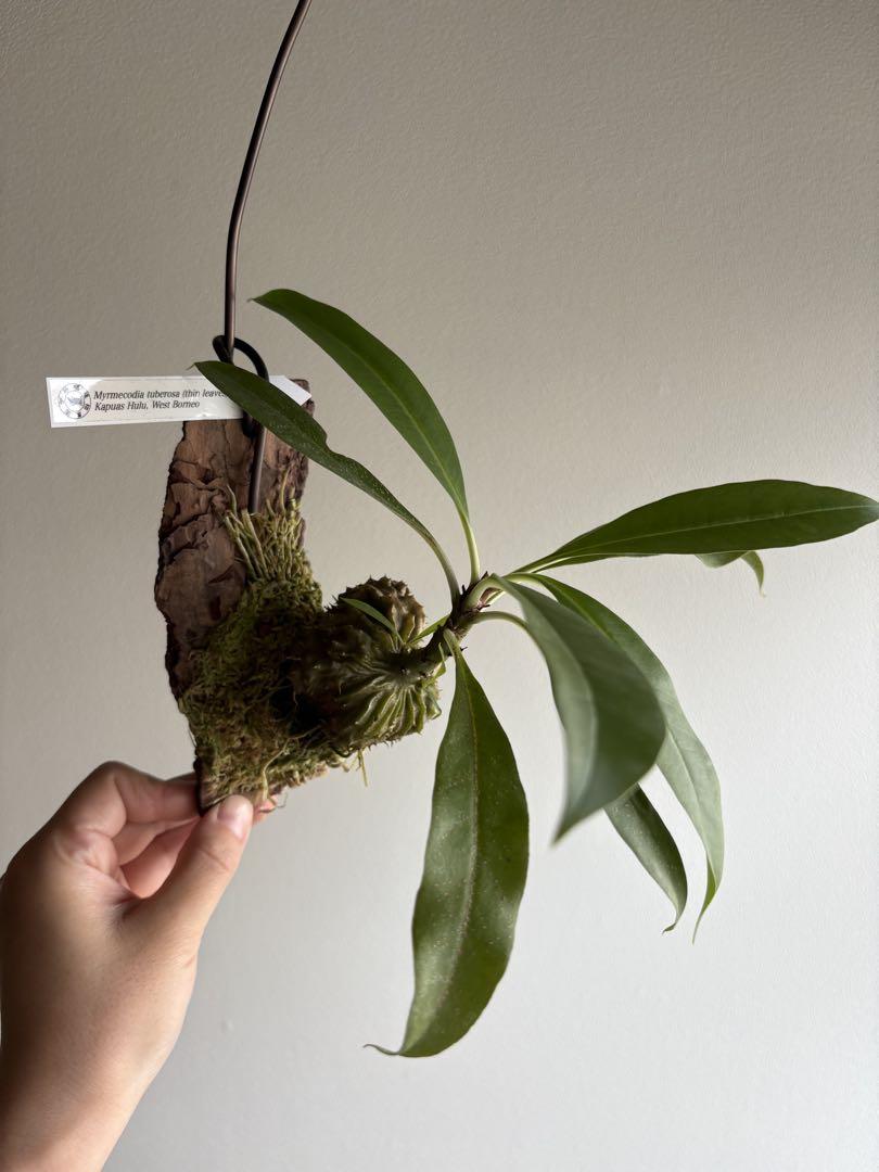 その他観葉植物 Myrmecodia tuberosa Kapuas Hulu