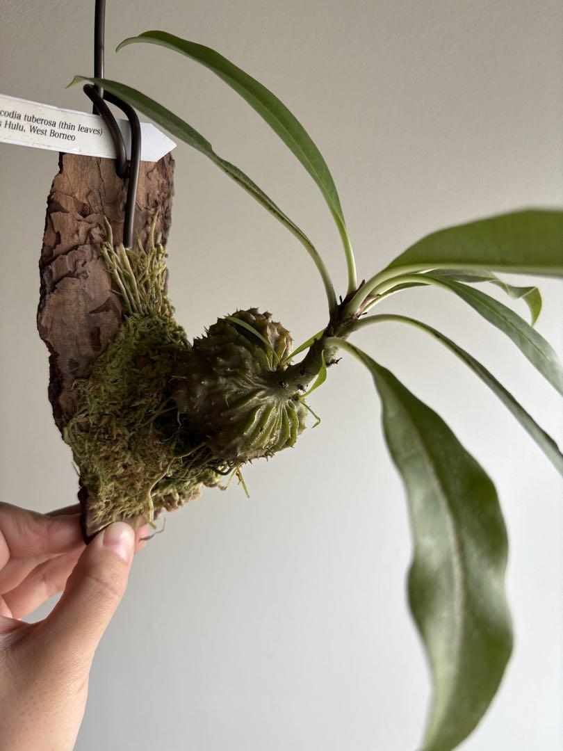 その他観葉植物 Myrmecodia tuberosa Kapuas Hulu
