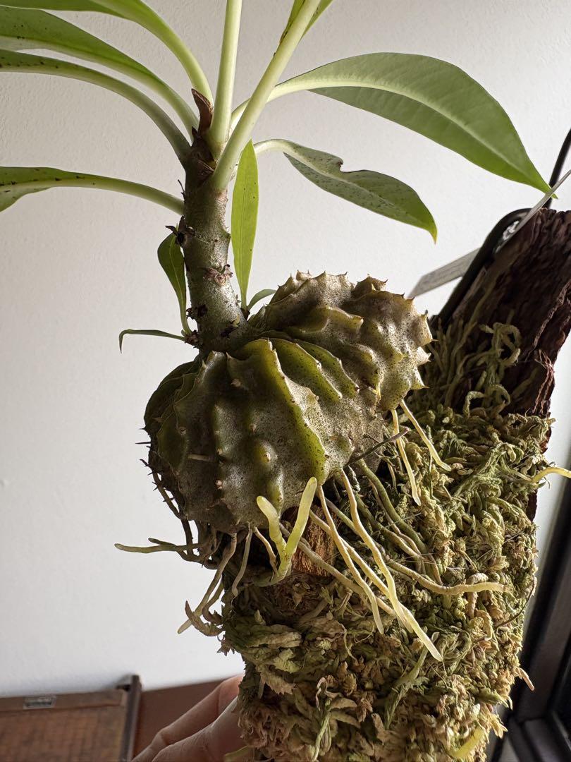 その他観葉植物 Myrmecodia tuberosa Kapuas Hulu