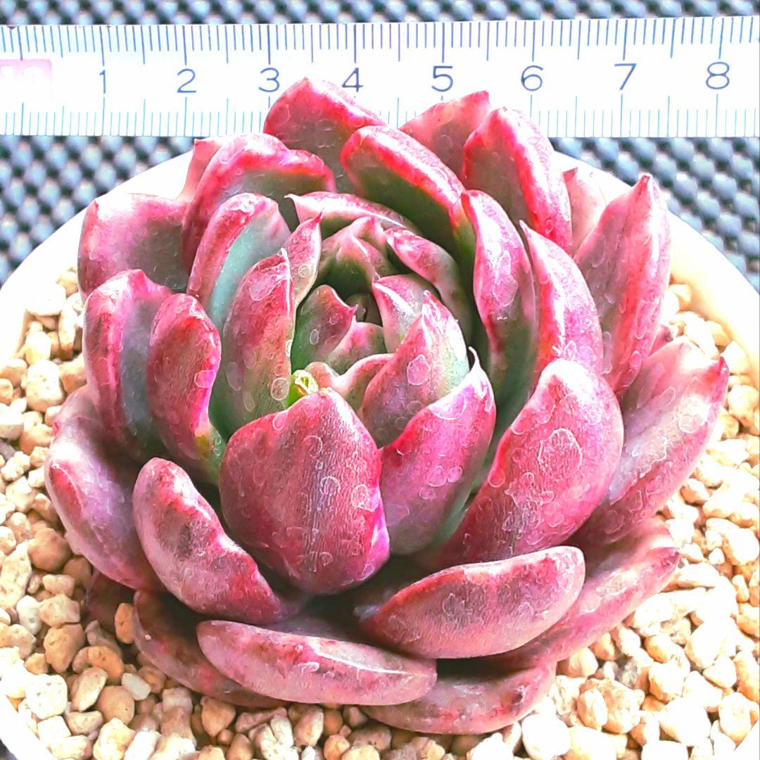 お得正規店≛ 27ダークパメラ錦 立派な親株 多肉植物 WT5j6-m74887593661 良質 特価新品