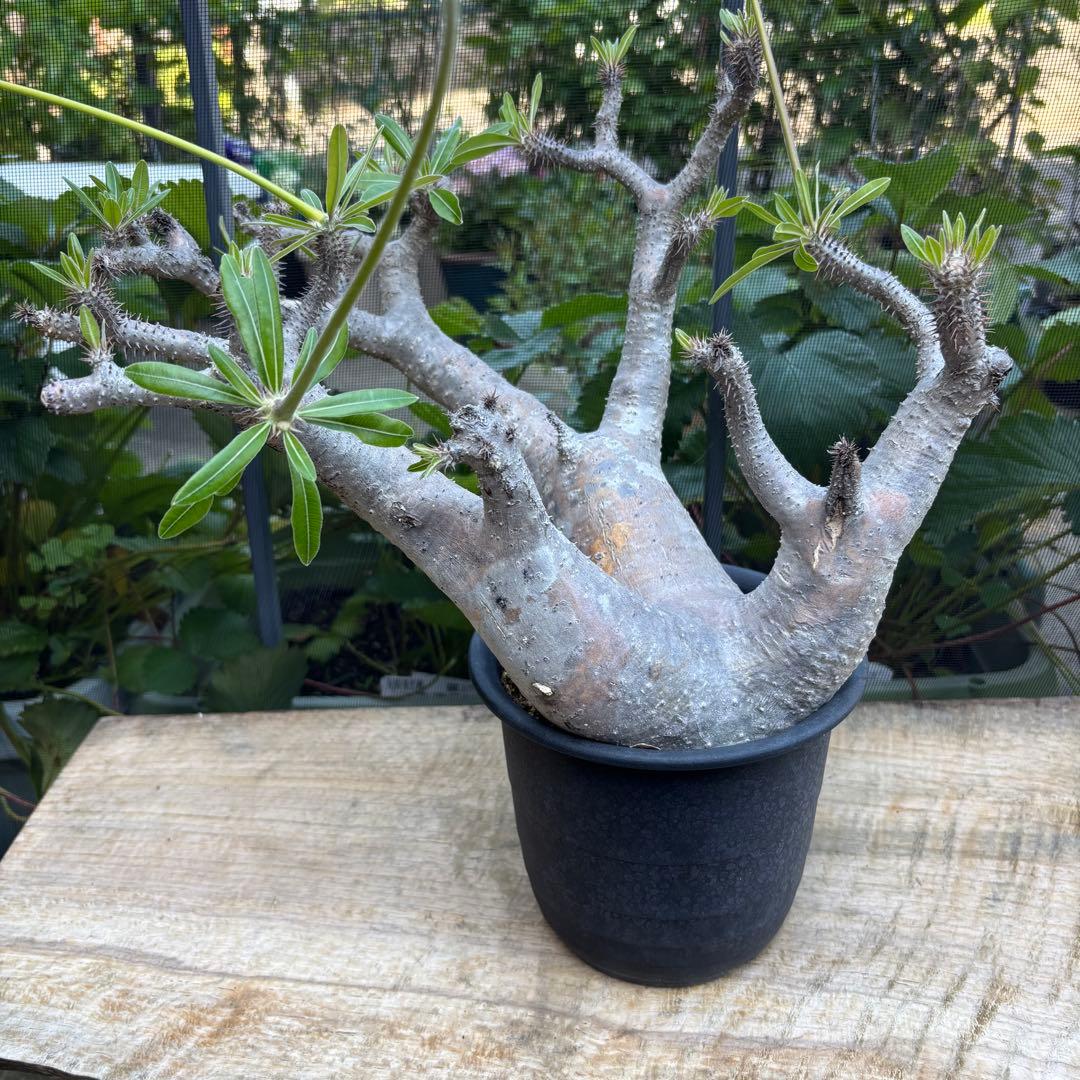 パキポディウム マカイエンセ