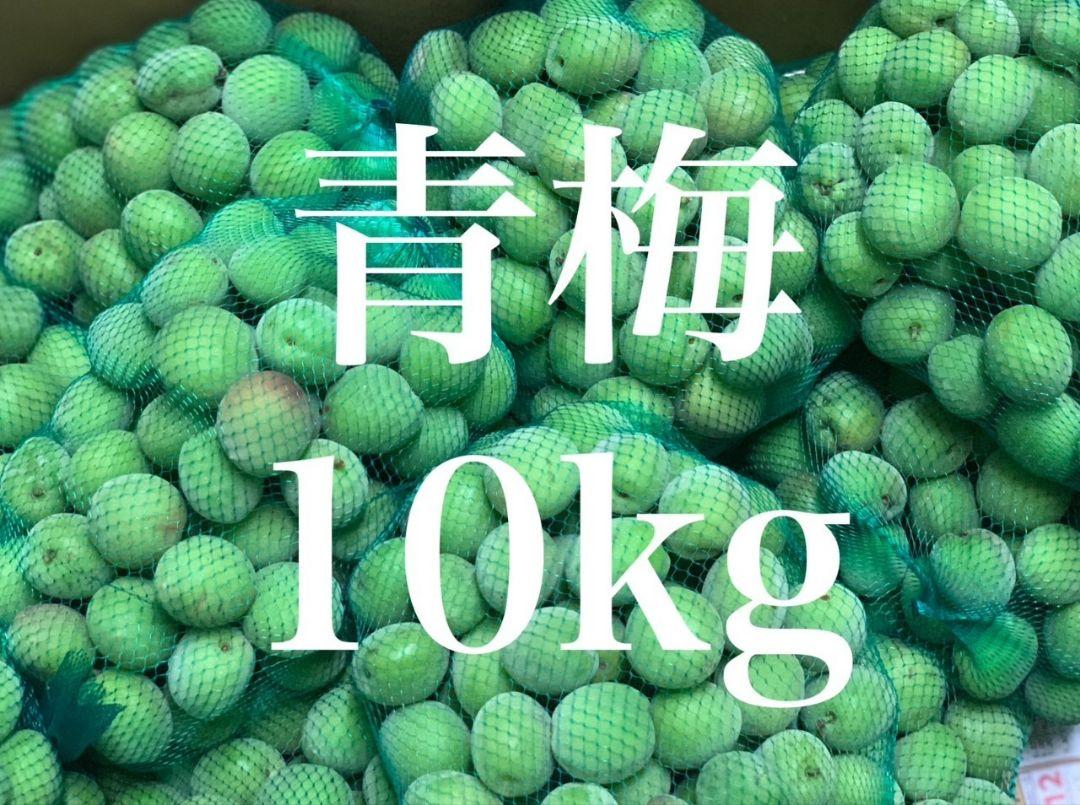【熊本県産】季節のお品物 梅 うめ 加工用 家庭用 規格外品 10kg