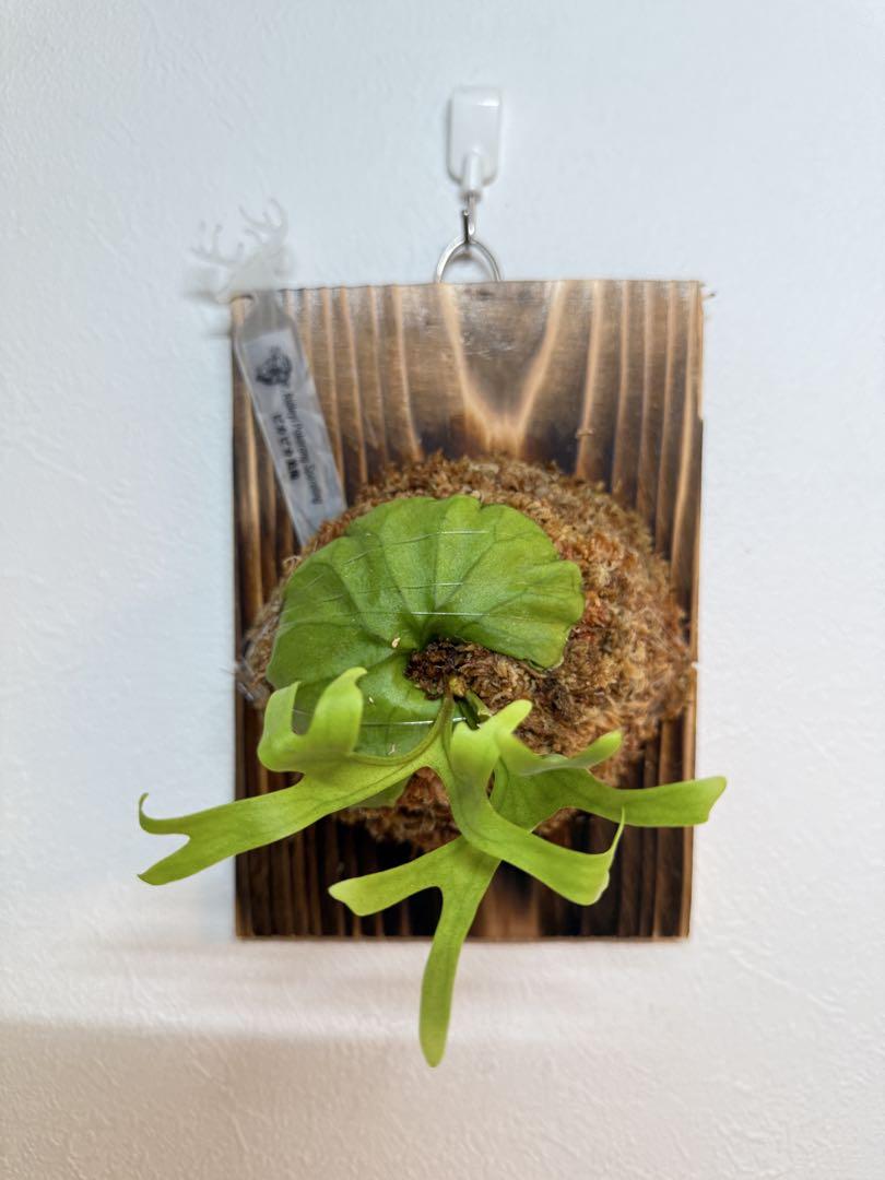 ビカクシダ　P. ridleyi Pakarang Sporeling