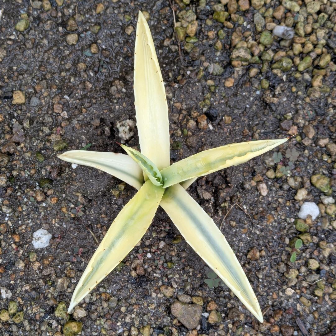 アガベ アメリカーナ 糊斑目立った傷や汚れなし YUZUMIYA_COM