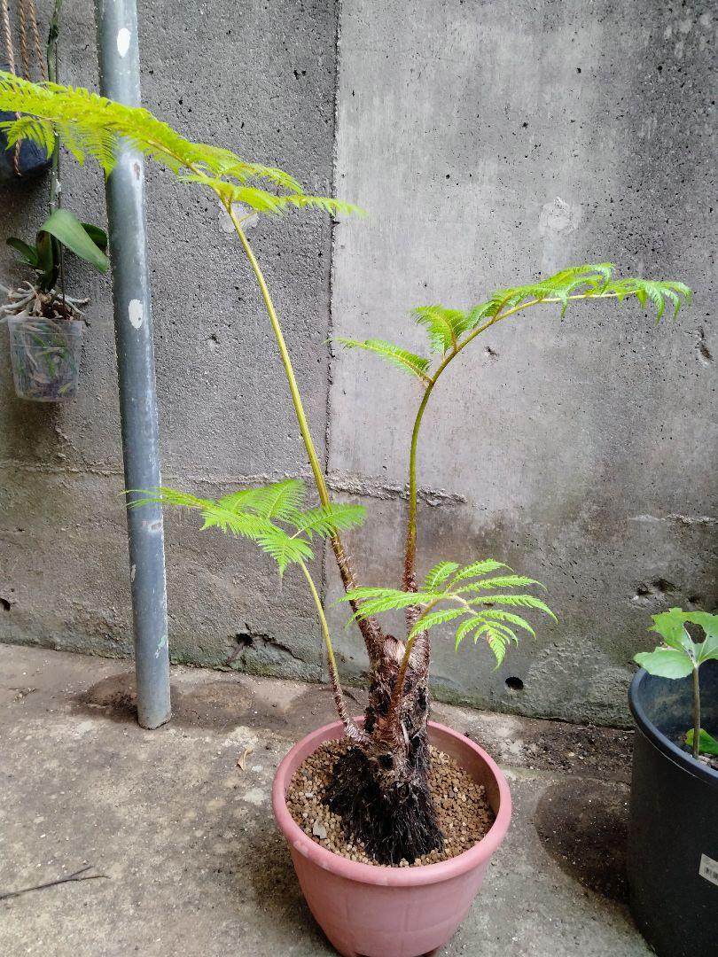 ヒカゲヘゴ 苗木 6号ポット レア観葉植物 風水 古代植物 沖縄県産