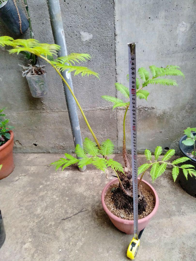 非売品 ヒカゲヘゴ 苗木 8号鉢 観葉植物 風水 リラックス 開運 - メルカリ その他観葉植物