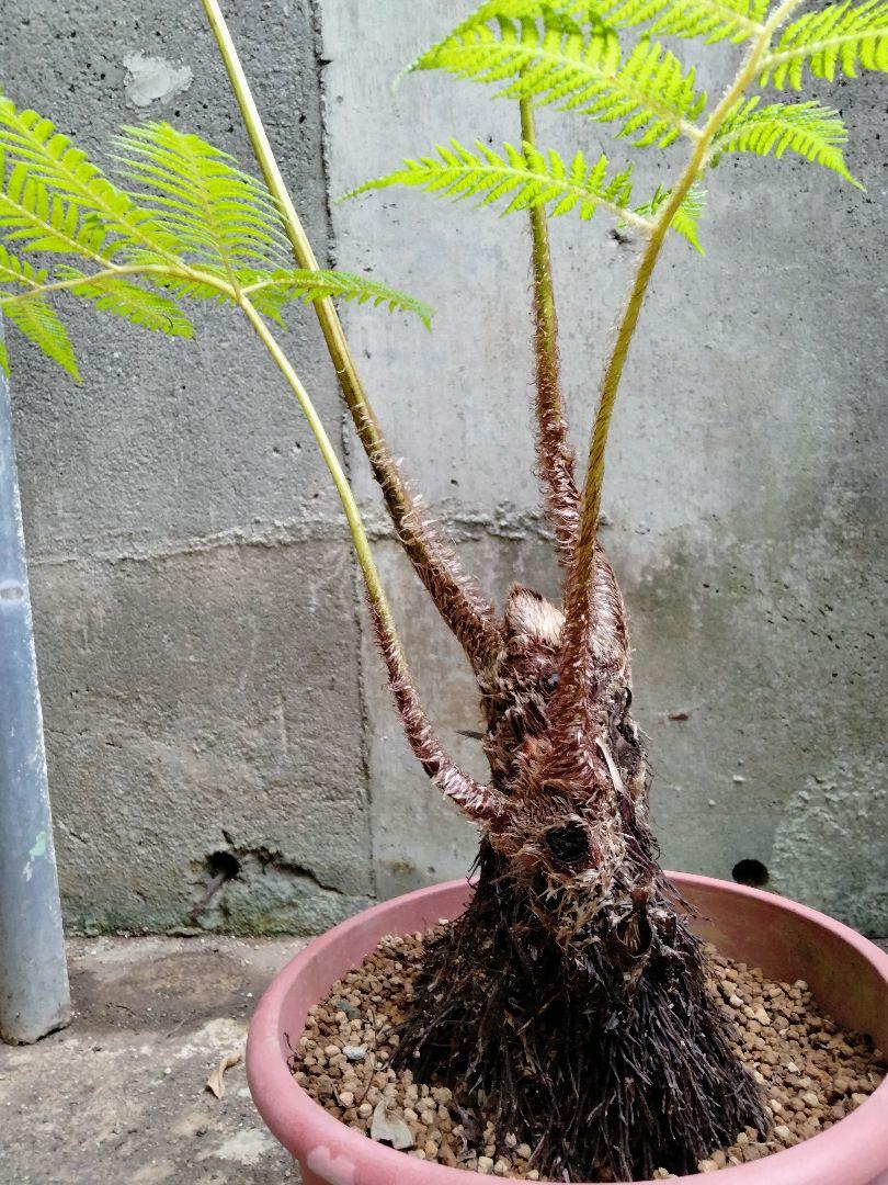 ヒカゲヘゴ 苗木 6号ポット レア観葉植物 風水 古代植物 沖縄県産