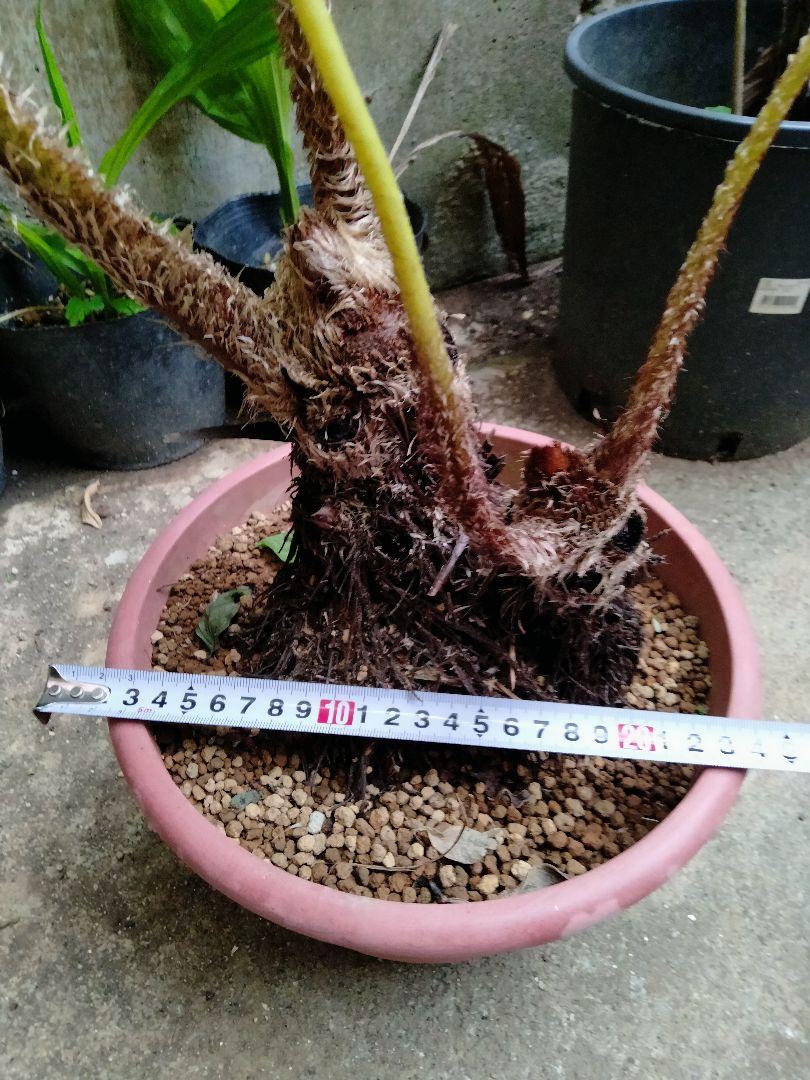 ヒカゲヘゴ 苗木 8号鉢 観葉植物 風水 リラックス 開運 - メルカリ