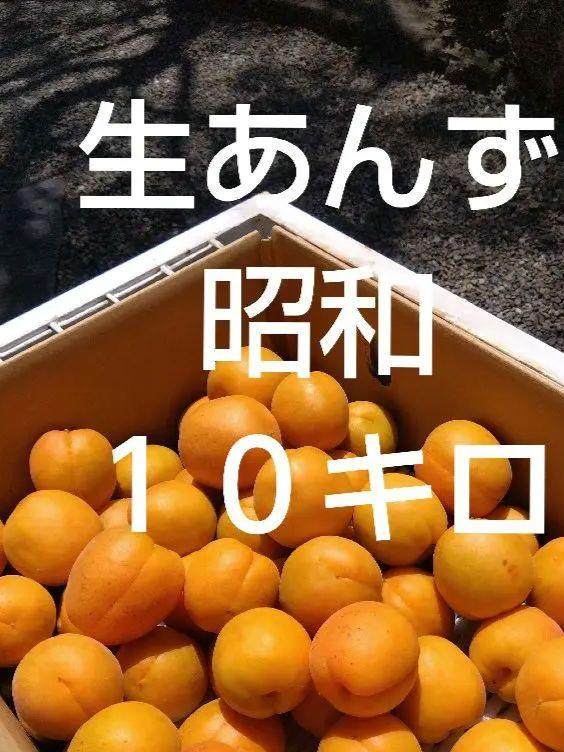 信州千曲市森あんずの里　生産者直売杏(昭和)１０キロ