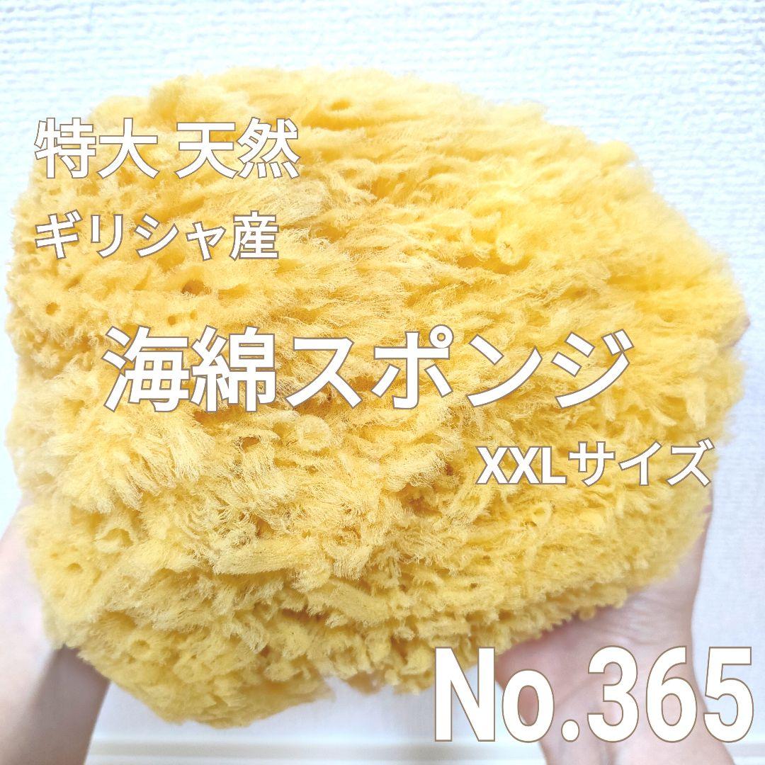 天然 特大！ 海綿スポンジ ギリシャ産 グラス種 XXLサイズ No