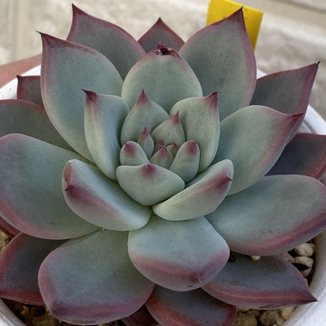 多肉植物 中里リンゼアナ自家受粉種子 ⑤ - メルカリ