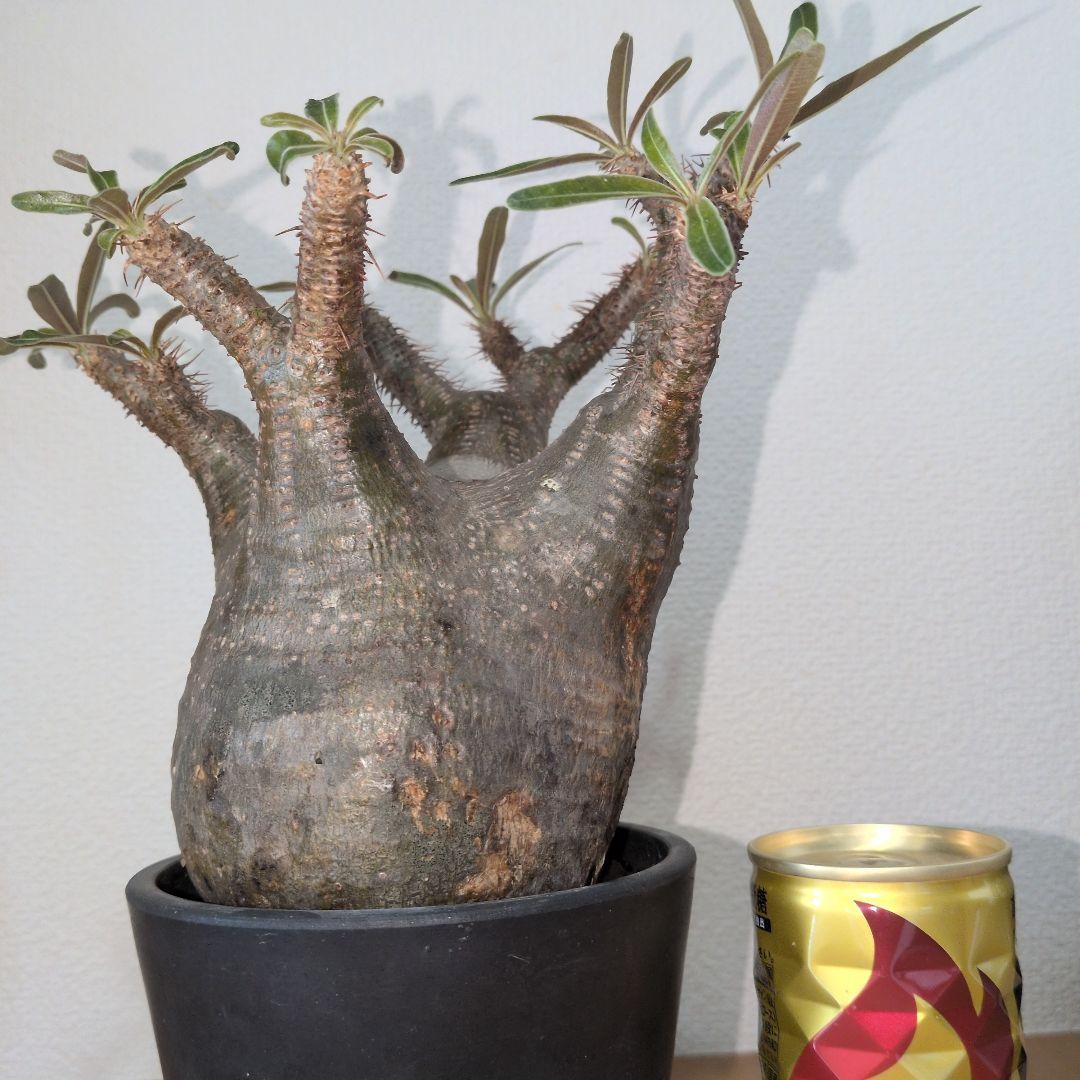 パキポディウム　グラキリス　現地球 微発根株　（鉢付き）