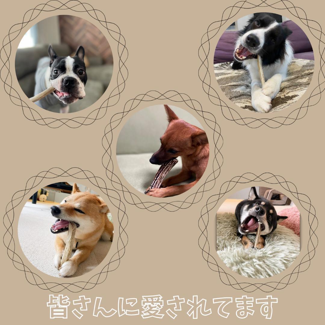 送料無料　超大型犬用お試しセット　四つ割り＆半割り＆一本物根元　犬のおもちゃ　B