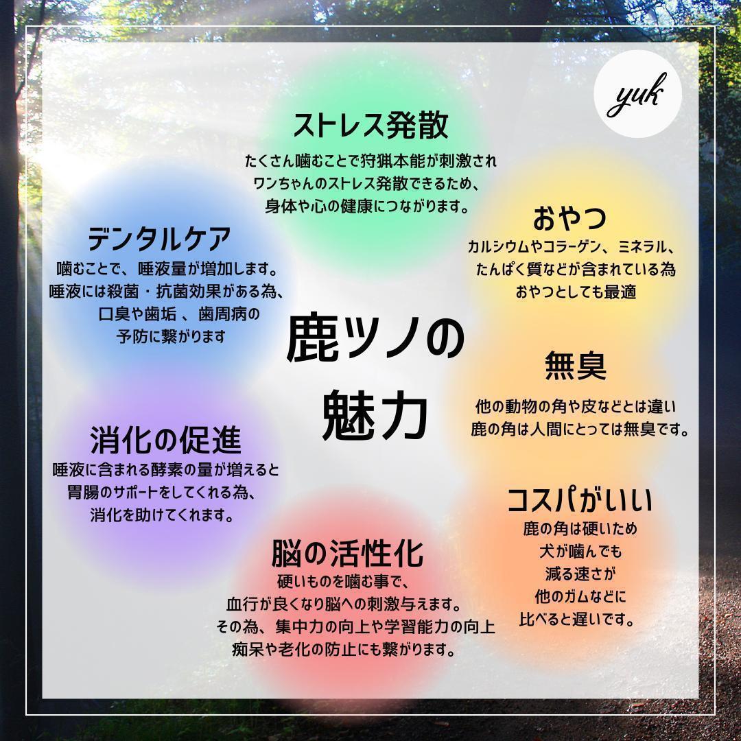 送料無料　超大型犬用お試しセット　四つ割り＆半割り＆一本物根元　犬のおもちゃ　B