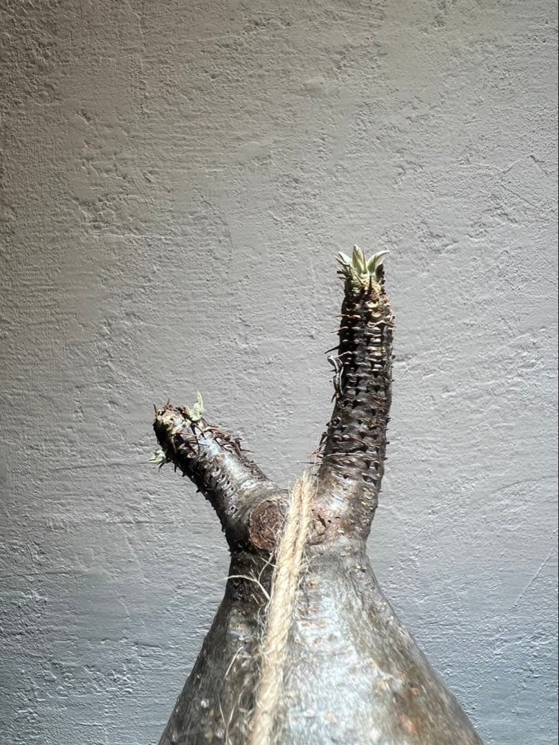 パキポディウム グラキリス