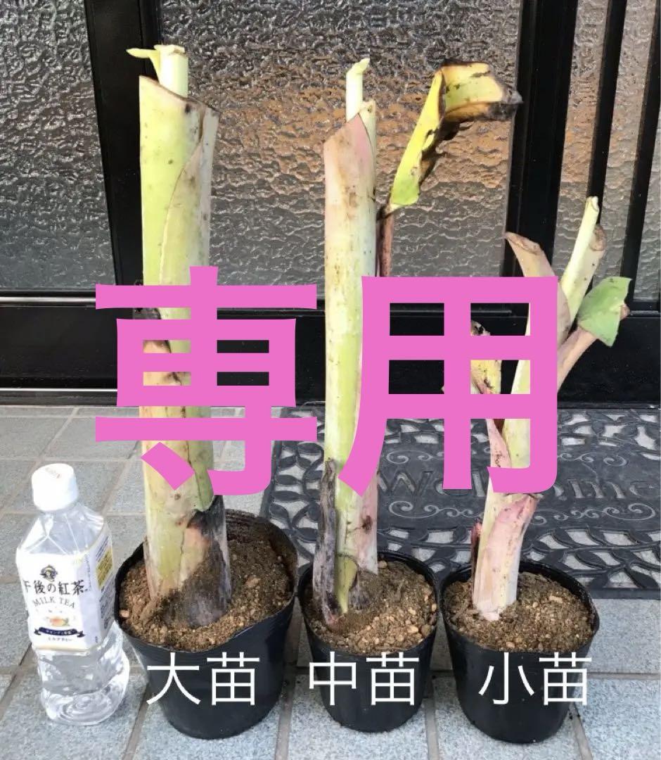 専用！アイスクリームバナナ苗 大中小 3本セット