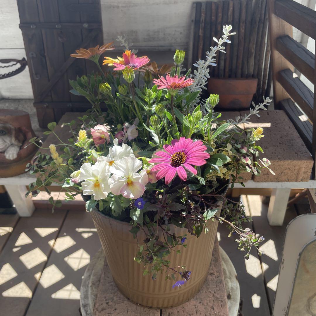 季節の寄せ植え(*☻-☻*)