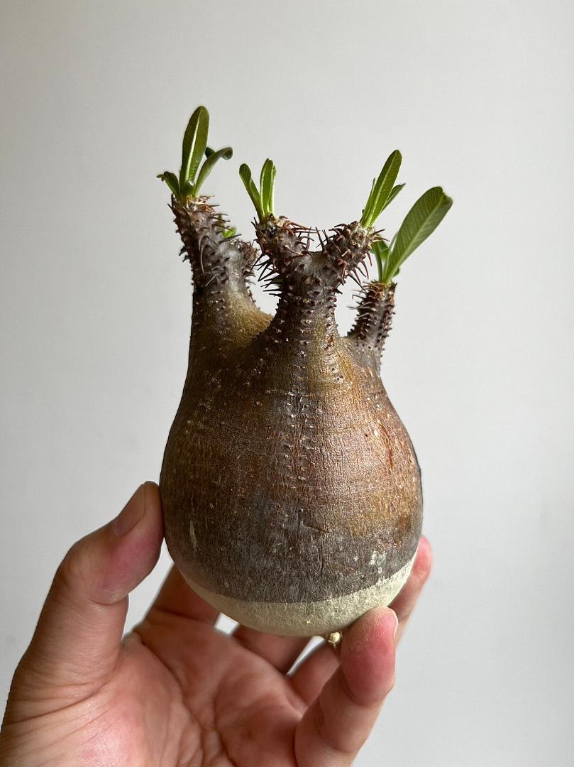 Pachypodiuｍ　パキポディウム　グラキリス　ベアルート　塊根植物　203