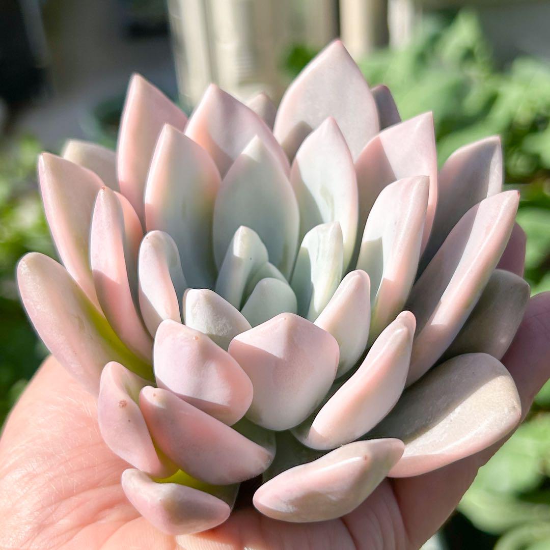 大人気 多肉植物 エケベリア オパリナ錦 超美苗 レア種