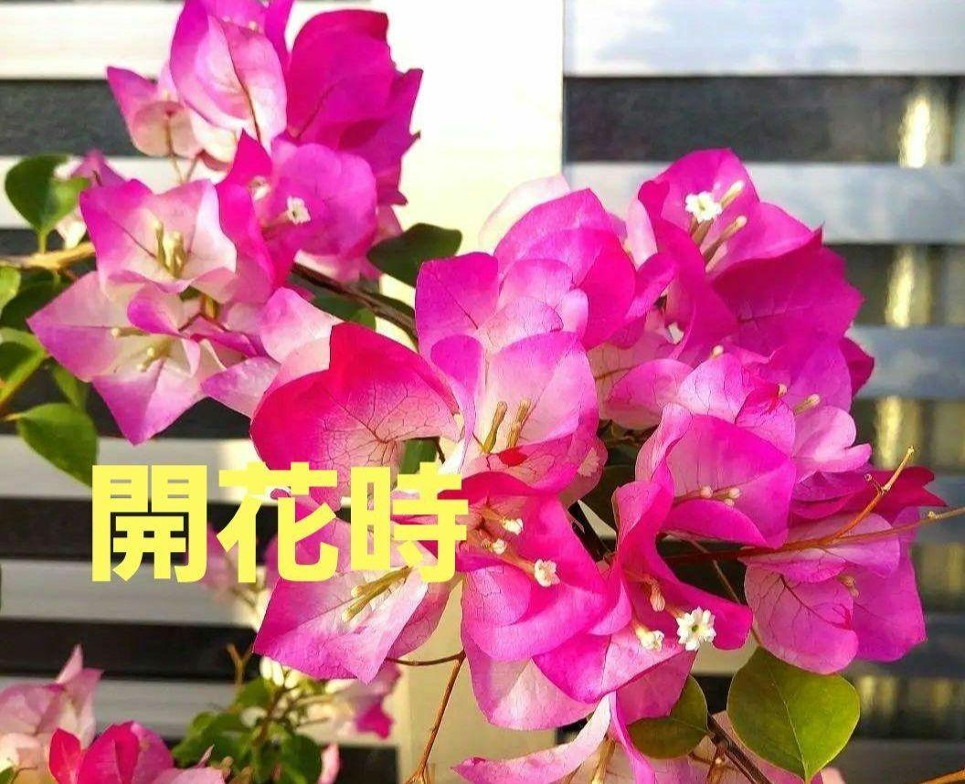 ブーゲンビリア…No3 鉢ごと発送‼️咲き始めました～