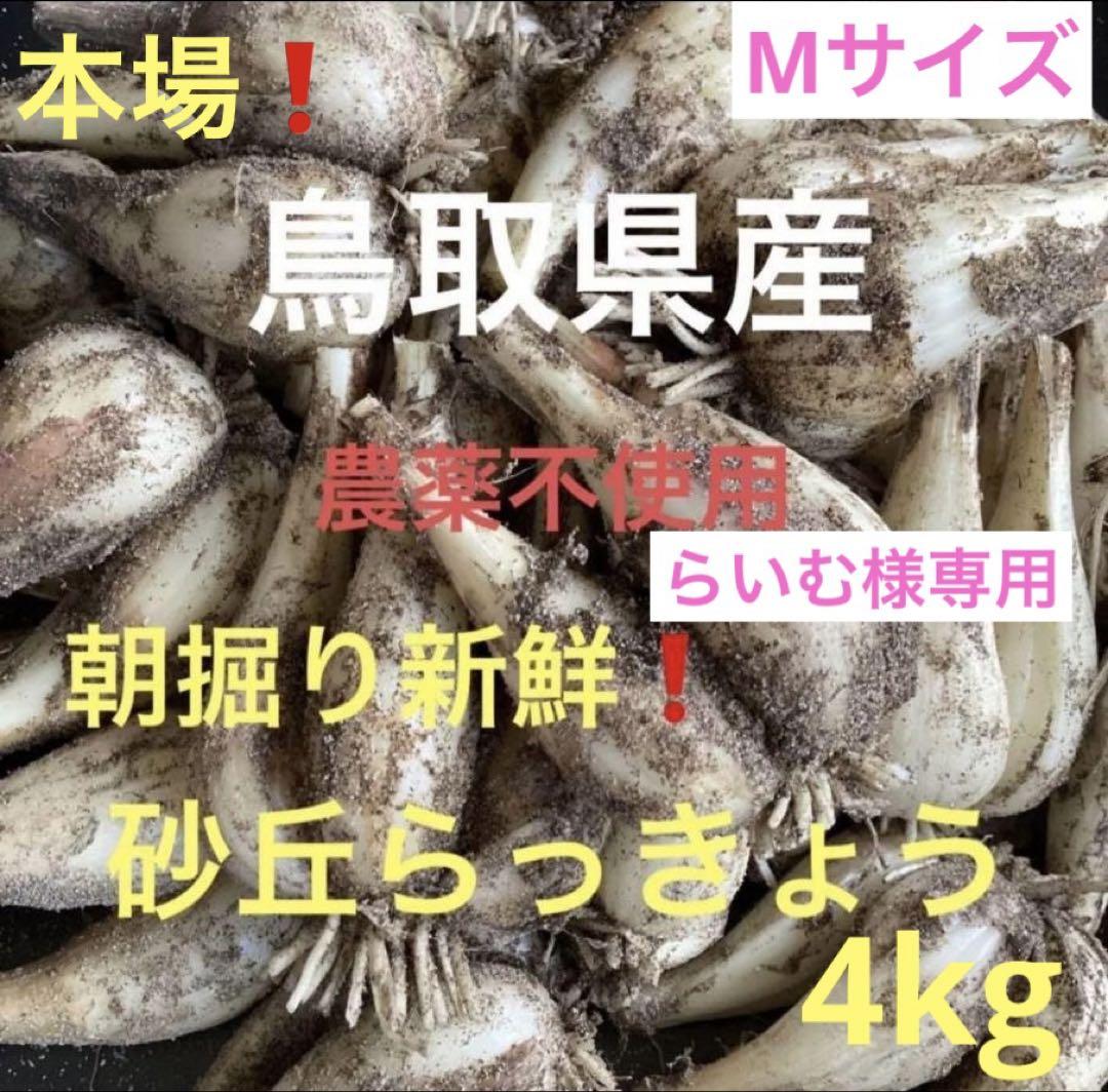 鳥取県産 農薬不使用 砂丘らっきょう らっきょう