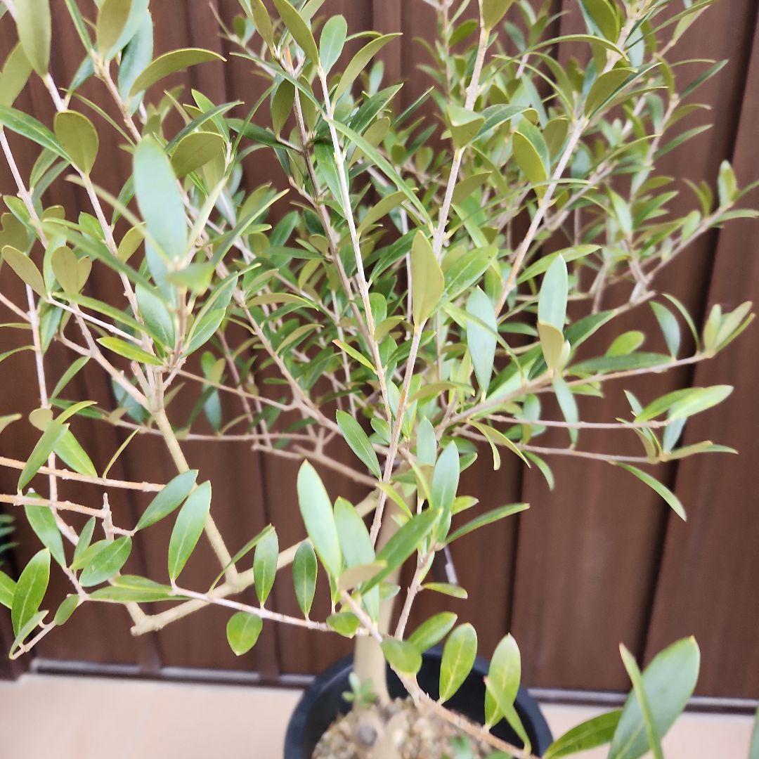 現品］1番 創樹 オリーブ ネバディロブランコ 7号 観葉植物 屋外
