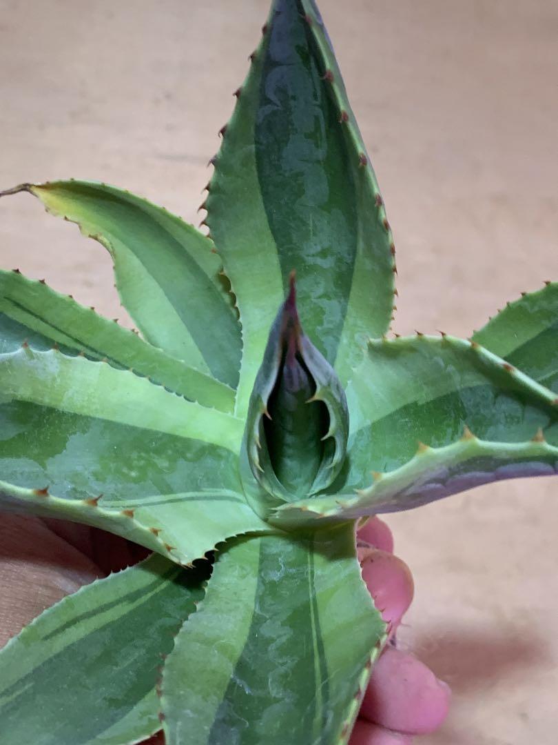 多肉植物アガベ　オバティフォリア　キラー