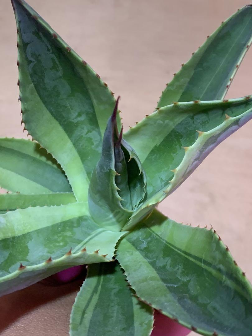 多肉植物アガベ　オバティフォリア　キラー