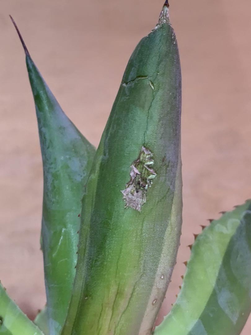 多肉植物アガベ　オバティフォリア　キラー