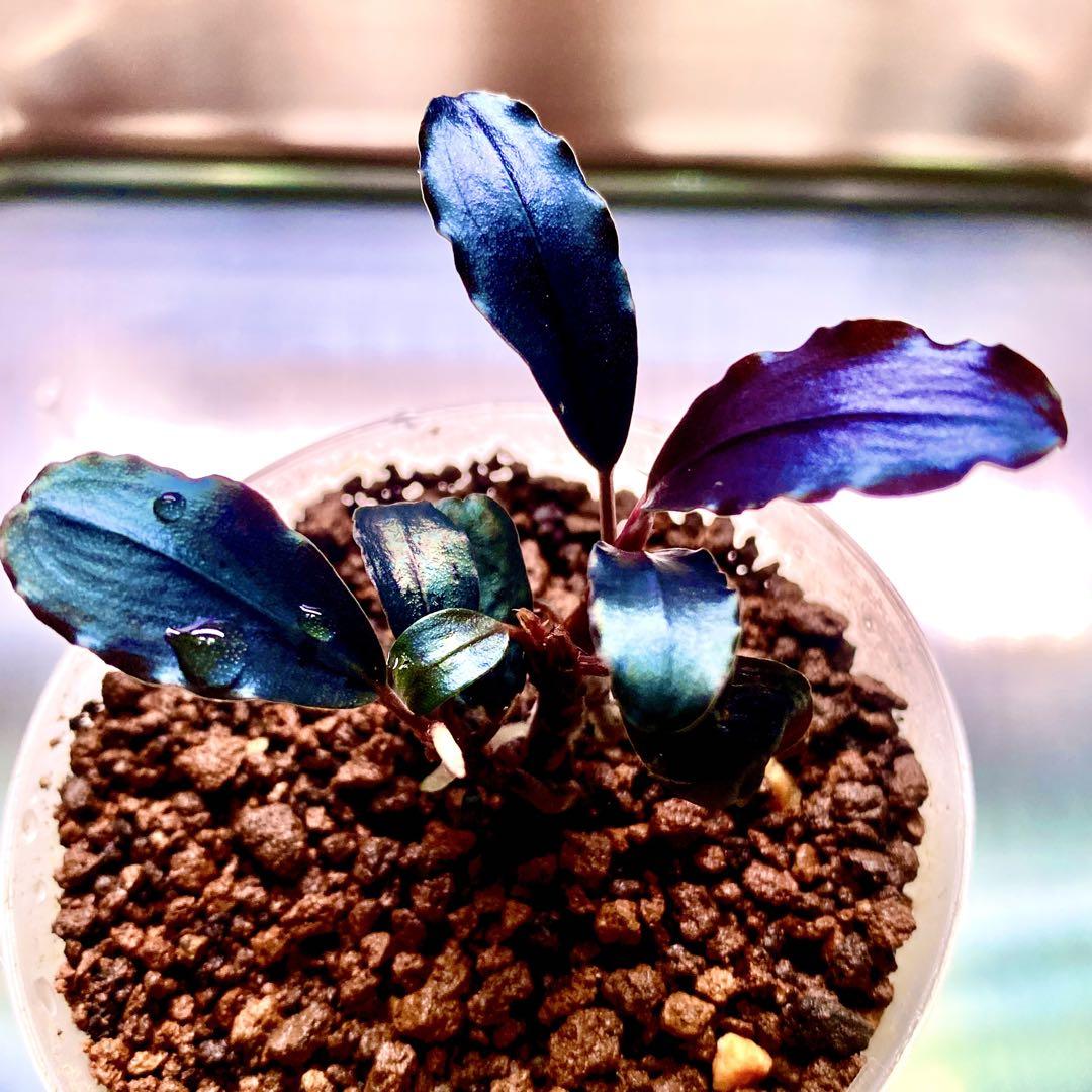 Bucephalandra ブセファランドラ sp. ティアブルー