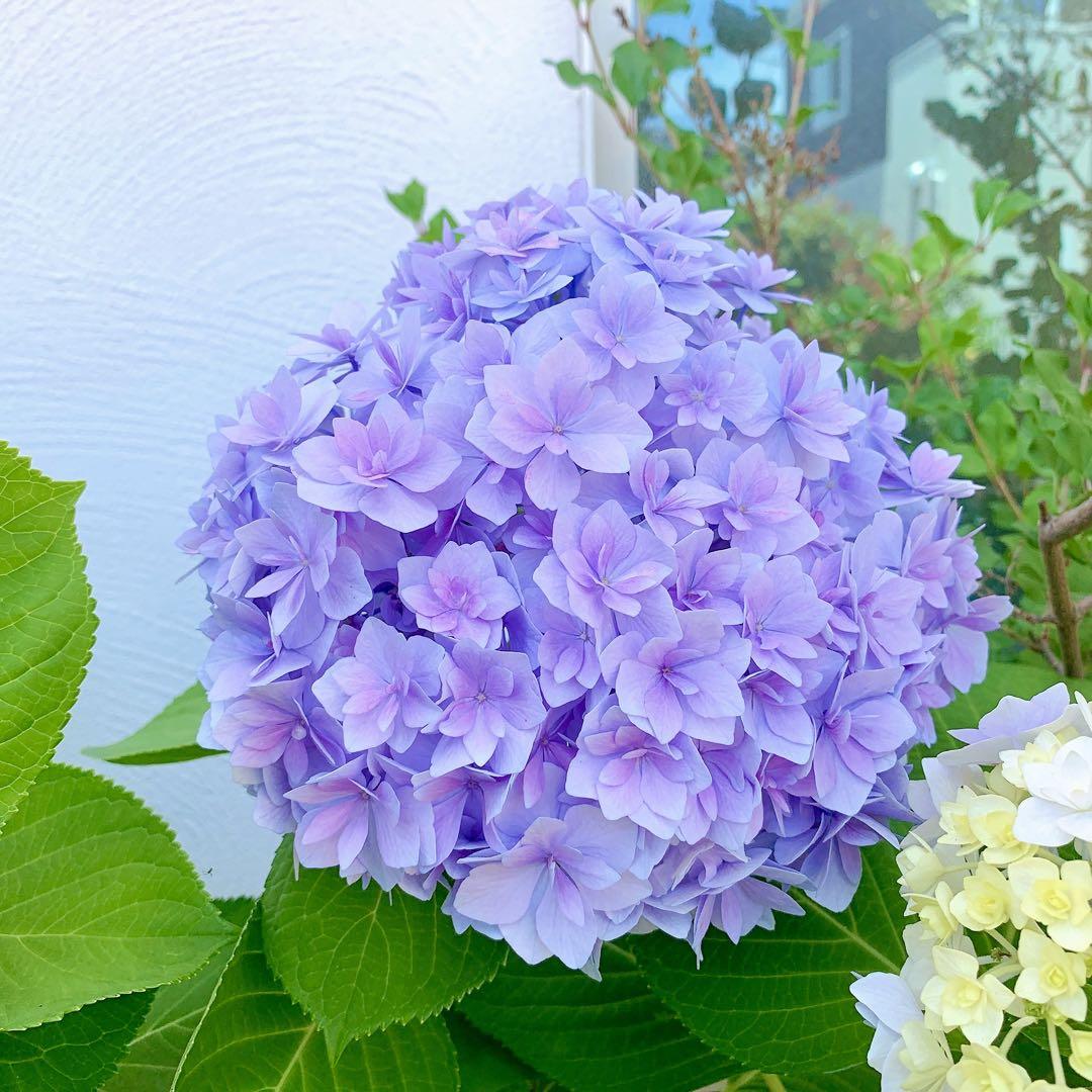 二季咲き アジサイ 挿し木苗 C - メルカリ