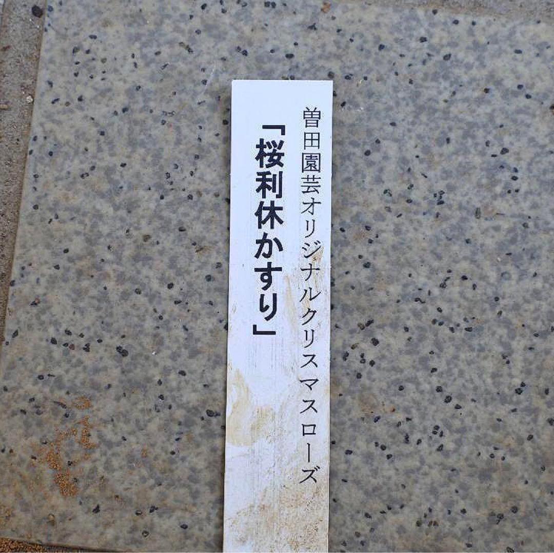 i*u様 ☘️ラスト☘️根充実❤️プックリ新芽❤️469⭐️極上レア⭐️パステル