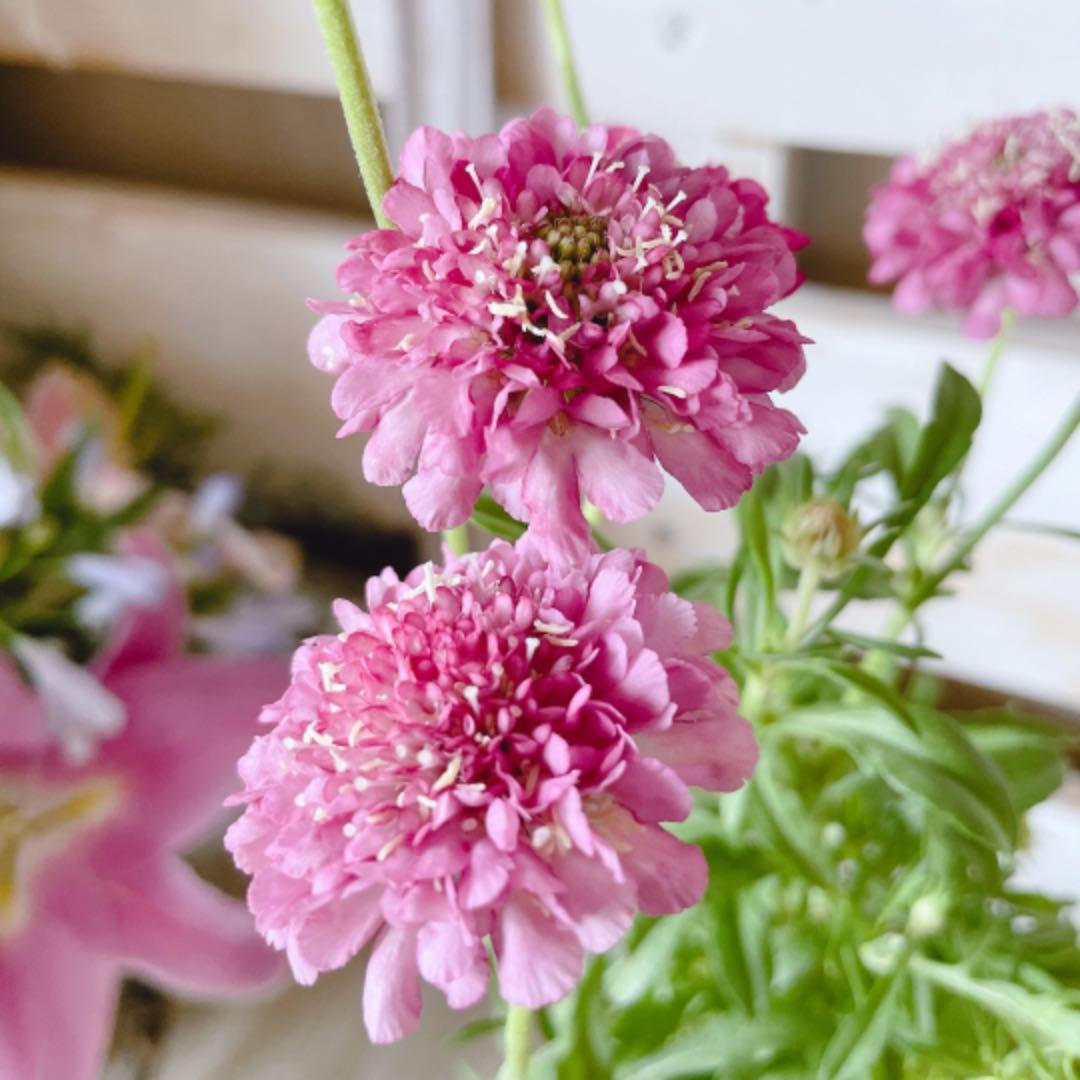 35 割引ピンク系ランキング スカビオサ 切り花品種 植物 観葉植物 インテリア 住まい 小物ピンク系 Tiamer Com