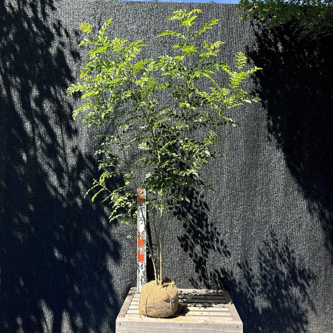 シマトネリコ【品番　3035】〖庭木・植木・鉢植え〗